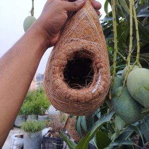 WhatsApp-Image-2024-06-10-at-9.24.14-PM.jpeg মাঝারি সাইজ বাবুই পাখির বাসা (chhd-003)