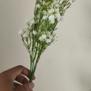 jipsi.jpg Jipsi Flower