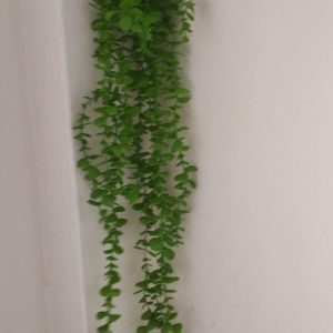 lotabahar.jpeg lota bahar