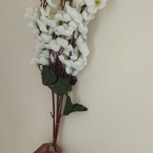 whitecherry.jpg Flower Cherry White